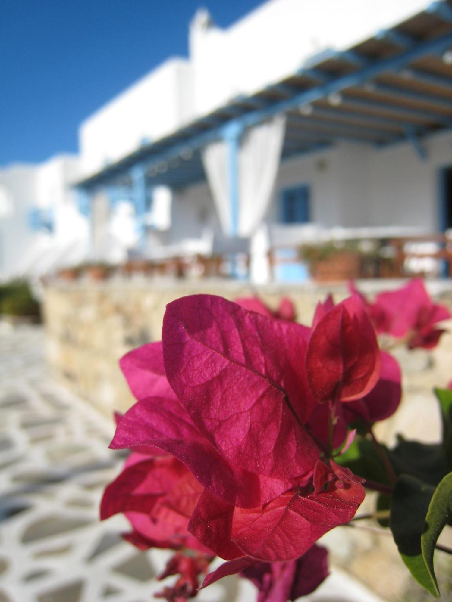 Erato Hotel Mykonos Ornos  Esterno foto